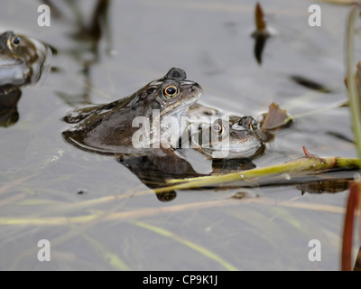 Rane comuni ( Rana temporaria ) alzarsi vicino ai margini di un laghetto durante attività riproduttiva Foto Stock