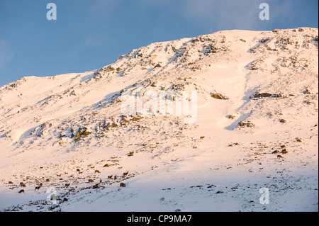 Red Deer alta su pendii montani, Glen Clunie in inverno, Cairngorms, Scotland, Regno Unito Foto Stock