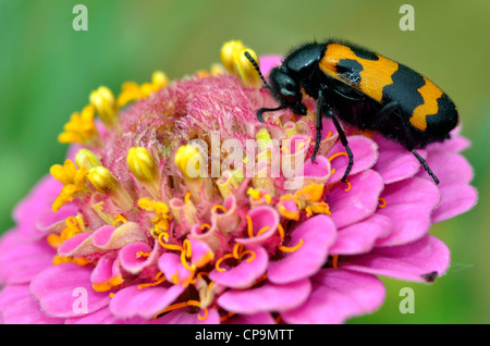 Macro di profilo Mylabris coenobita beetle alimentazione su rosa zinnia fiore Foto Stock