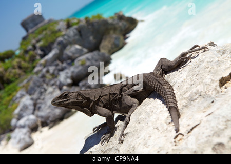 Iguana sulle rovine di Tulum . Foto Stock