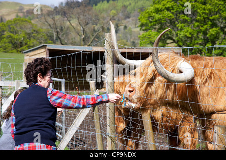 Alimentazione turistico una lunga cornuto highland mucca chiamato hamish Scotland Regno Unito Foto Stock