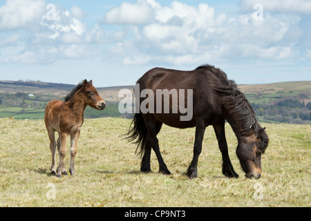 Dartmoor del cavallo e del puledro. Parco nazionale di Dartmoor , Devon, Inghilterra Foto Stock