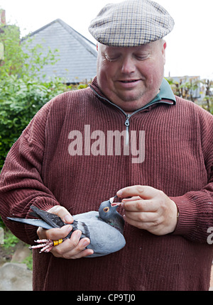 Maniac Piegon tenendo un piccione viaggiatore, Wales, Regno Unito Foto Stock