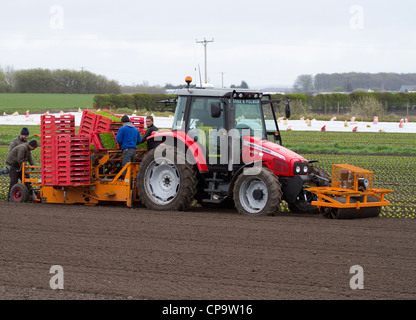 Impianto automatico macchina  piantatrici di lattuga   il trattore e la seminatrice a mera Brow, Hesketh Bank, Southport, Lancashire, Regno Unito Foto Stock