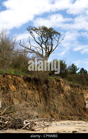 Alberi esposti da erosione costiera a East Mersea, Essex, Inghilterra, Regno Unito Foto Stock