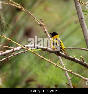 Un maschio di Tessitore a testa nera (Ploceus melanocephalus) in Akagera National Park, Ruanda. Foto Stock