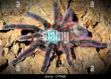 Antilles Pinktoe Tarantula, AKA la Martinica Albero rosso Spider (Avicularia versicolor), il più bel ragno nel mondo! Foto Stock