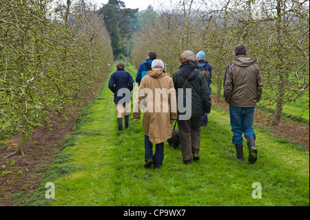Passeggiata guidata intorno il sidro di mele Frutteti di mele parte della grande mela BLOSSOMTIME festival presso il villaggio di Putley vicino a Hereford Herefordshire England Regno Unito Foto Stock