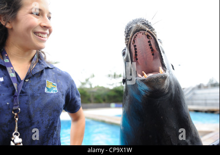 Un leone di mare al New York Aquarium di Coney Island un quartiere balneare di Brooklyn, New York. Foto Stock