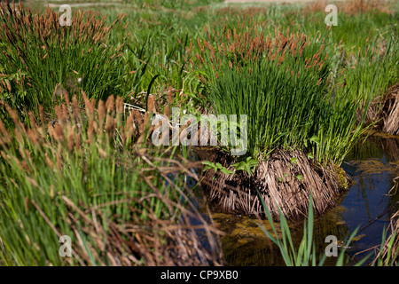 canna da acqua Foto Stock