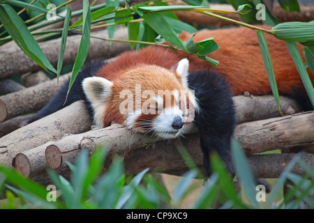 Panda rosso (Firefox) dormire sulla struttura ad albero Foto Stock