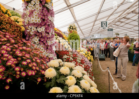 I visitatori la visualizzazione di bellissimi fiori display gigante nel rettangolo di selezione (persone che guardano i crisantemi) - RHS Flower Show, Tatton Park, Cheshire, Inghilterra, Regno Unito. Foto Stock