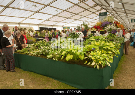 Visitatori floreale di visualizzazione viene visualizzato all'interno di giant marquee (persone che guardano a varietà di hosta) - RHS Flower Show, Tatton Park, Cheshire, Inghilterra, Regno Unito. Foto Stock