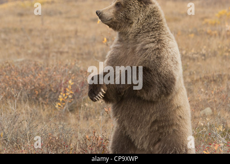 Grizzly (Ursus arctos) recare in piedi per un aspetto migliore dei dintorni, Parco Nazionale di Denali, Alaska Foto Stock