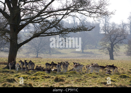 Daini Cervus dama Gruppo di adulti a Petworth Park West Sussex, Regno Unito Foto Stock