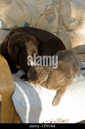 Il gatto domestico e cane due animali domestici posa su un divano REGNO UNITO Foto Stock