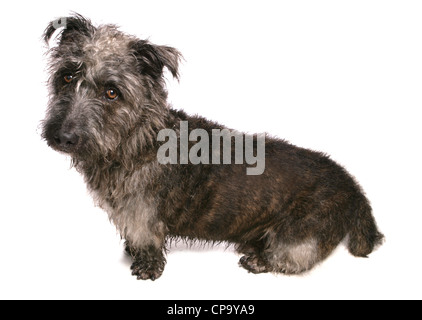 Glen of Imaal Terrier unico cane adulto in un studio REGNO UNITO Foto Stock