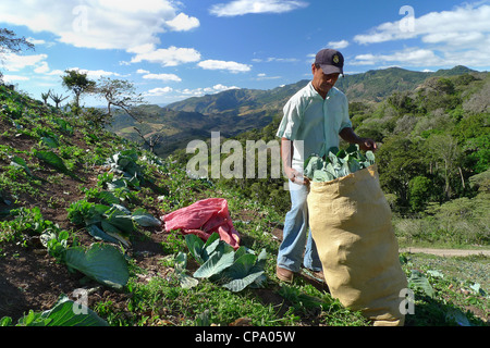 Nicaragua Matagalpa uomo cavolo raccolto su una collina con bella vista Foto Stock