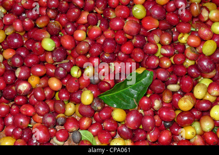 Nicaragua Matagalpa i chicchi di caffè appena raccolte presso l'azienda di caffè Foto Stock