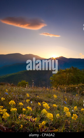 Fiori di campo all'alba sui Monti Maraconi nel Parco Nazionale dei Monti Sibillini, Umbria, Italia Foto Stock