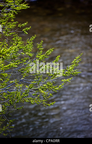 Fresco verde primavera willow tree linea lascia il fiume Arkansas che corre attraverso il quartiere storico di salida, Colorado Foto Stock