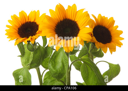 Girasole luminoso isolato su sfondo bianco Foto Stock