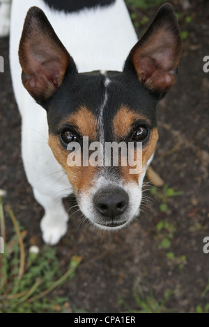 Una chiusura di un Jack Russell Terrier. Foto Stock