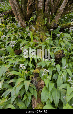 Aglio selvatico ramsons Allium ursinum; Foto Stock