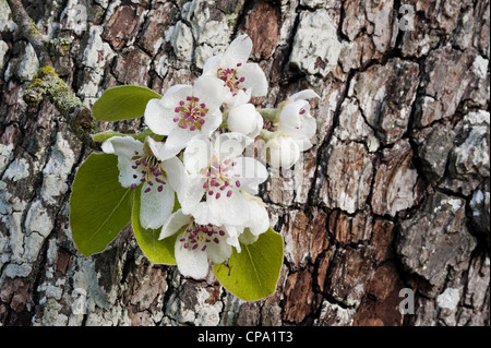 Pera blossom contro la corteccia Foto Stock