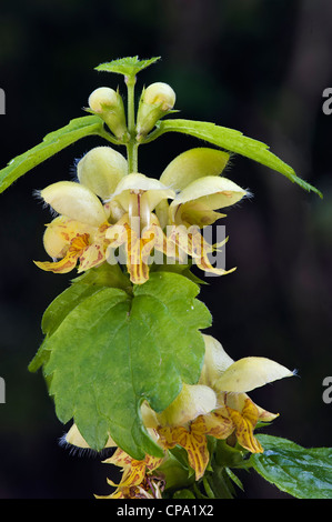 Giallo Arcangelo Lamiastrum galeobdolon Foto Stock