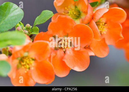 Red wild rose fiori closeup Foto Stock