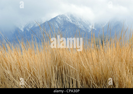 Canne a Twin Lakes, con Sierra Nevada Mountains in background, nr Independence, California, USA. Foto Stock