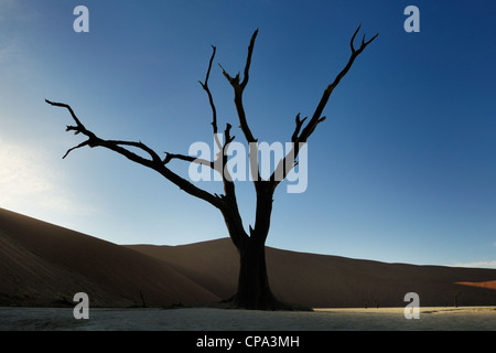 Albero morto in Sossusvlei, Namibia. Foto Stock