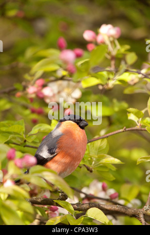 Bullfinch maschio in crab apple tree, England, Regno Unito Foto Stock