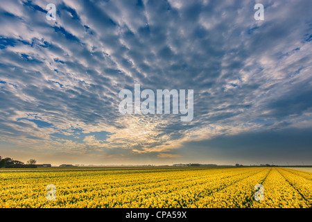 Lampadina olandese e i campi di fiori in primavera nei Paesi Bassi Foto Stock