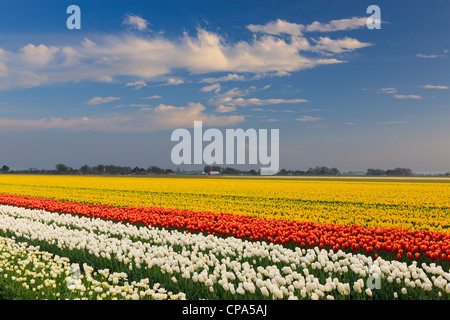 Lampadina olandese e i campi di fiori in primavera nei Paesi Bassi Foto Stock