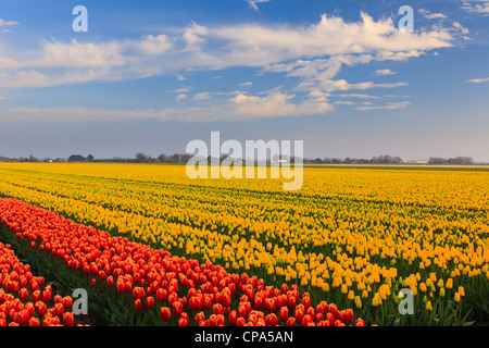 Lampadina olandese e i campi di fiori in primavera nei Paesi Bassi Foto Stock