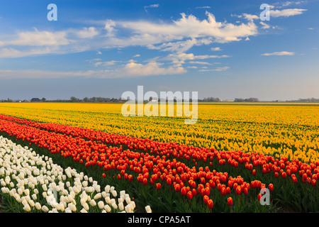 Lampadina olandese e i campi di fiori in primavera nei Paesi Bassi Foto Stock