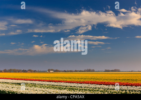 Lampadina olandese e i campi di fiori in primavera nei Paesi Bassi Foto Stock