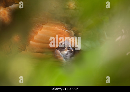 Bantum Gallina con pulcini NORFOLK REGNO UNITO Foto Stock