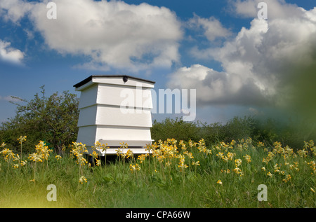 Tradizionale Bee Hive in primavera con cowslips Chilterns Buckinghamshire Foto Stock