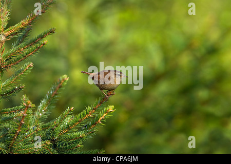 Scricciolo Troglodytes troglodytes nella piantagione di conifere Norfolk estate Foto Stock