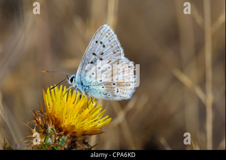 Chalk Hill blu (Lysandra coridon) Foto Stock