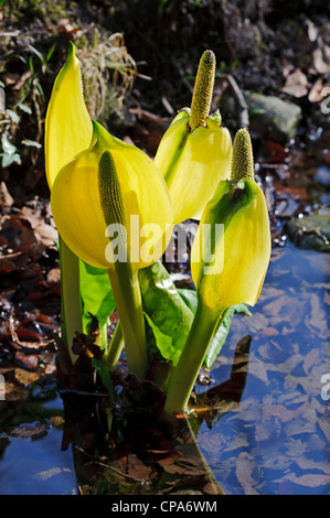 Americano di Skunk cavolo (Lysichiton americanus) Foto Stock