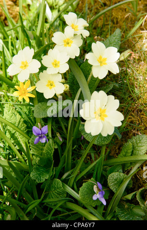 Primula (Primula vulgaris), con minor Celandine e viola Foto Stock