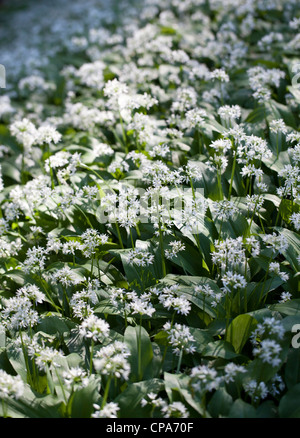 Wild Garlic Meadow in Alexandra Park Penarth South Wales Foto Stock