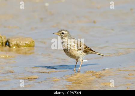 Un acqua Pipit (Anthus spinoletta) in piedi su un terreno fangoso Foto Stock