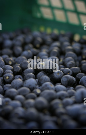 Immagine: Steve - Gara - appena raccolta olive Arbequina (destinati per olio extra vergine d'oliva), Catalunya, Spagna. Foto Stock