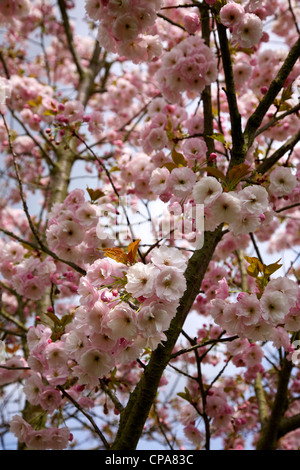 Prunus 'Ichiyo' giapponese fiorire dei ciliegi in fiore in aprile Foto Stock