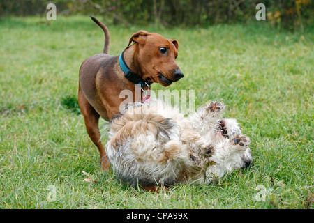 Due cani giocando con ciascun altro Foto Stock